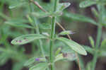 Drummond's false pennyroyal